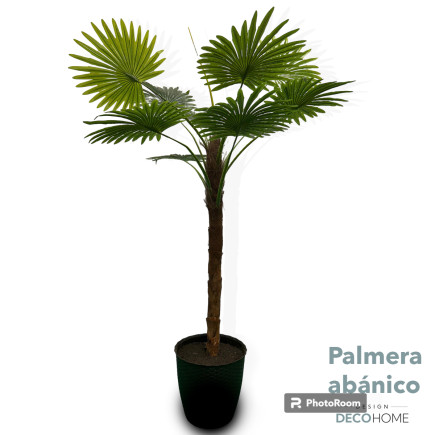 Palmera Abanico 1 80mts