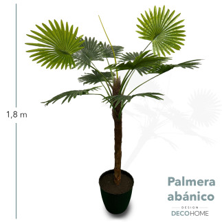 Palmera Abanico 1 80mts