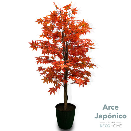 Arce Japonico 1 80 Mts