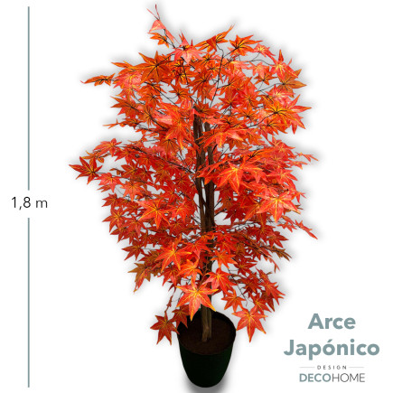 Arce Japonico 1 80 Mts