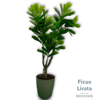Ficus Lirata 1 50mts