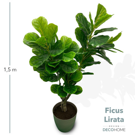 Ficus Lirata 1 50mts