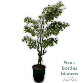 Ficus Bordes Blancos 2mts