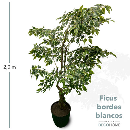 Ficus Bordes Blancos 2mts