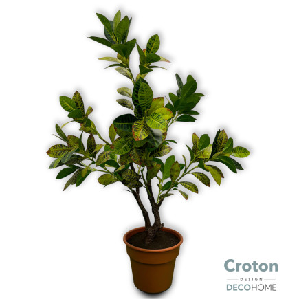 Croton 1 60 Mts