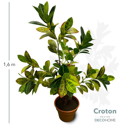 Croton 1 60 Mts