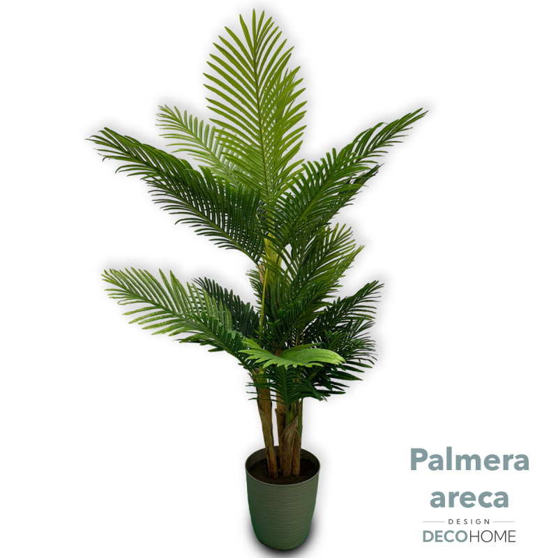 Palmera Areca 38 Hojas 2 00mts