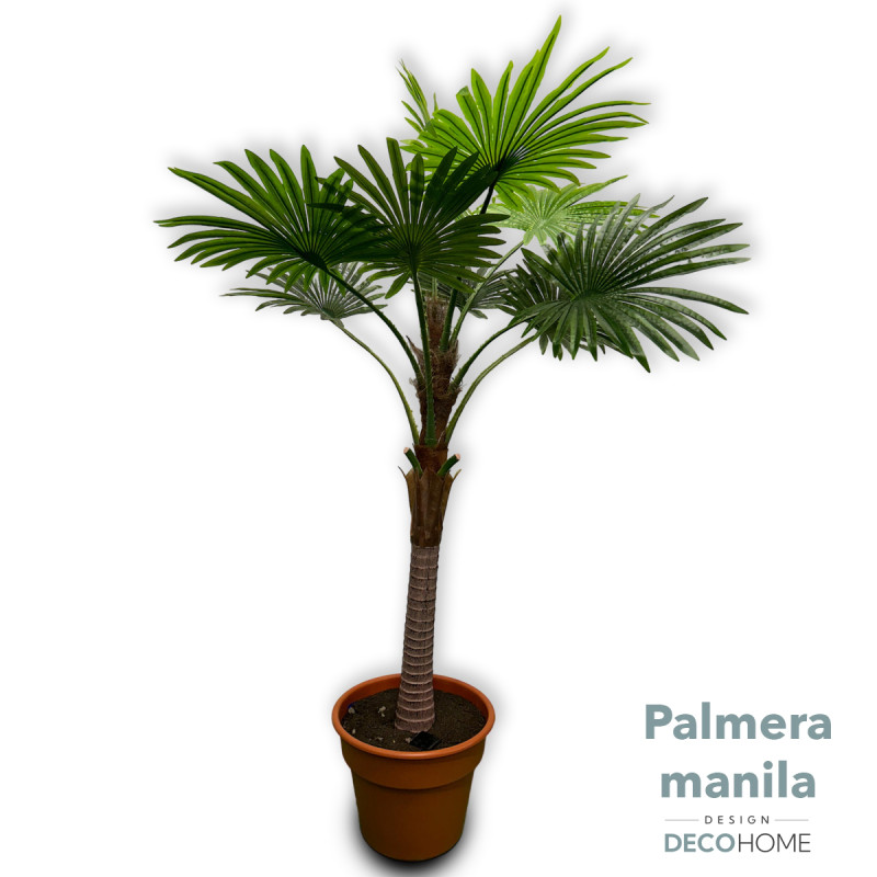 Palmera Manila 2 00mts