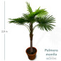 Palmera Manila 2 00mts