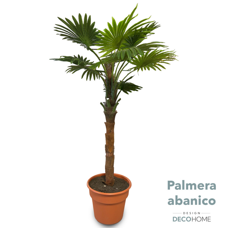 Palmera Abanico 2 00mts