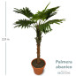 Palmera Abanico 2 00mts