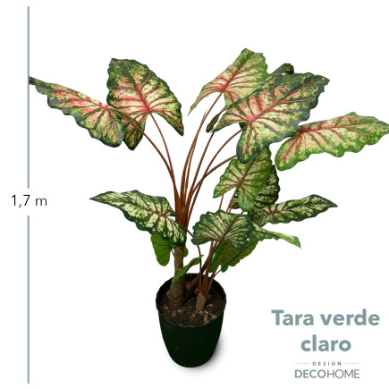 Tara Verde Claro De 1 70 16 Hojas