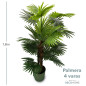 Palmera 4 Varas 1.80 Mts