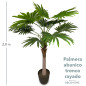 Palmera Abanico Tronco Rayado 2 00mts