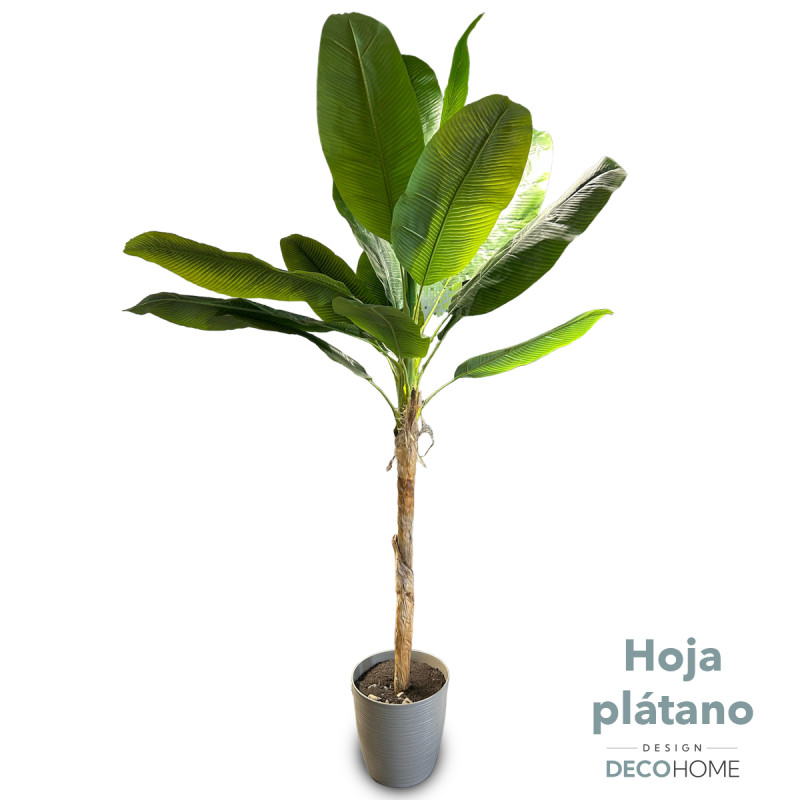 Hoja De Platano 2 20mts