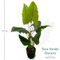 Tara Verde Oscuro De 1 70 16 Hojas