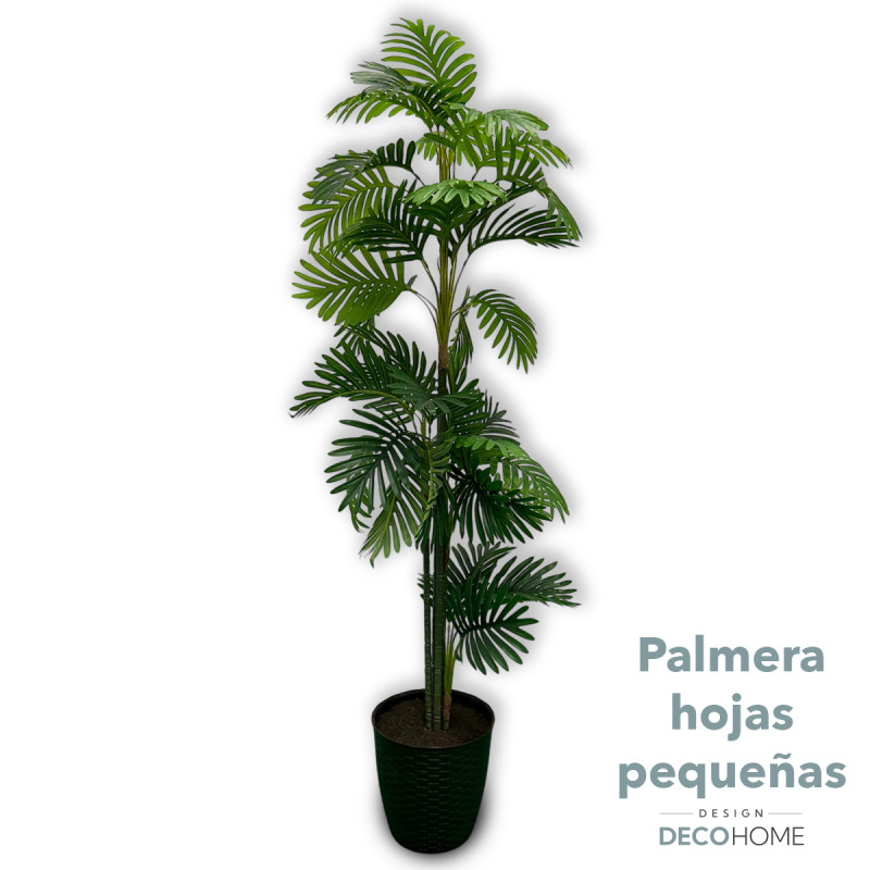 Palmera Hojas PequeÑas 1 60mts